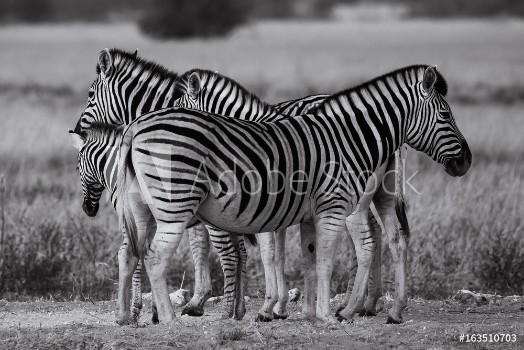 Picture of zebra group